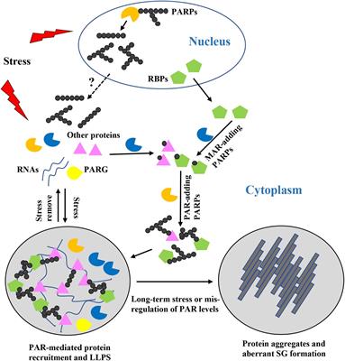 Functional Roles of Poly(ADP-Ribose) in Stress Granule Formation and Dynamics